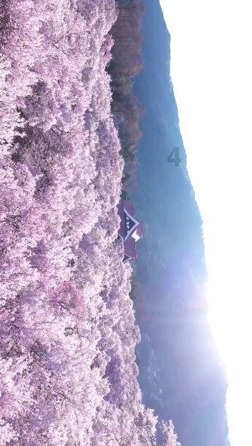 【县区动态】青云谱区商务局开展“辞旧焕新年 大牌促消费”暨2024青云谱区网上年货节活动