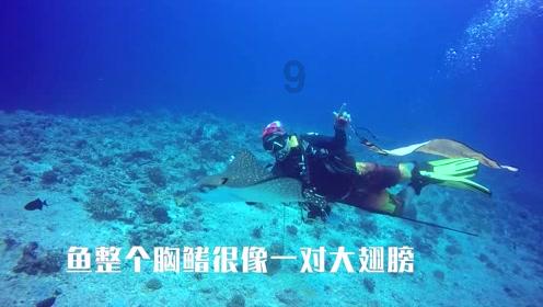 五彩猫碰碰碰