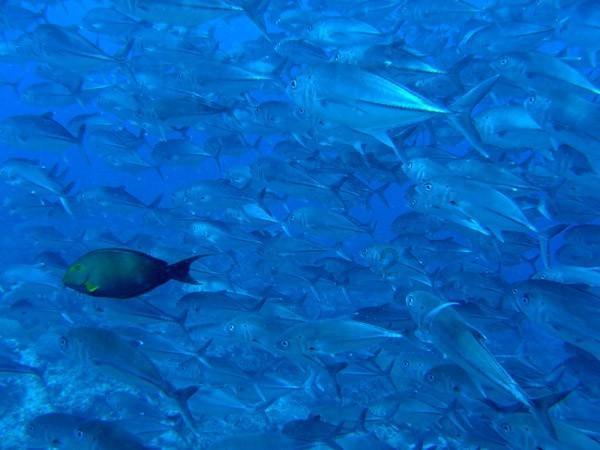 再战百万，捷途以实力奔赴下一程山海